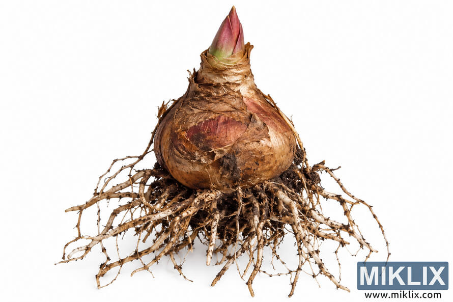 Bare-root blood lily bulb with a reddish pointed shoot and spreading cream-brown roots on a white background. Bare-root blood lily bulb with a reddish pointed shoot and spreading cream-brown roots on a white background.