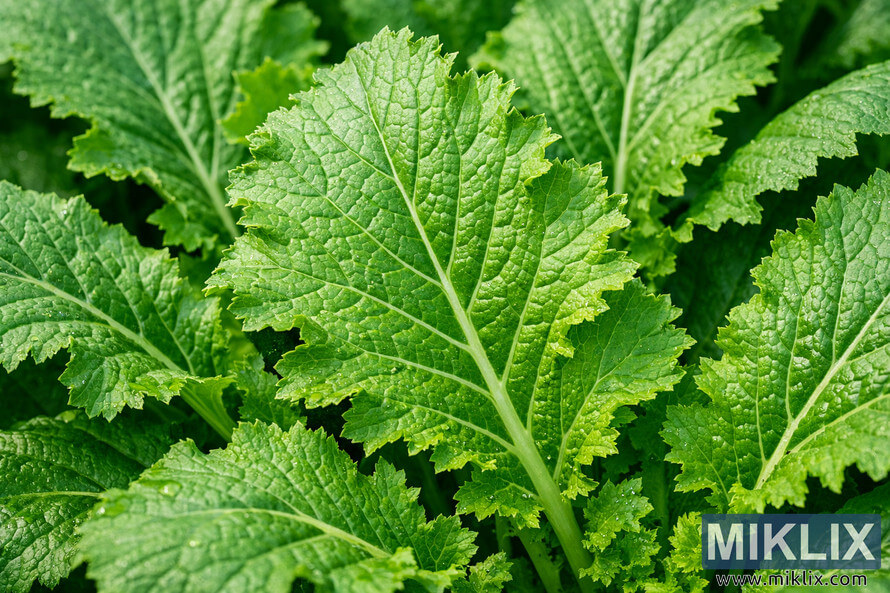 Landscape-oriented close-up photograph of vibrant green turnip leaves, featuring a central leaf in sharp focus with serrated edges, intricate pale veins, and tiny water droplets on its textured surface, surrounded by overlapping, slightly blurred leaves that fill the frame.