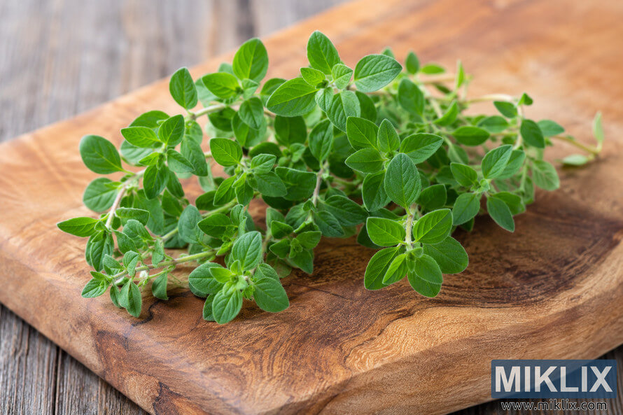Fresh green marjoram herb sprigs resting on a rustic wooden cutting board in soft natural light, photographed in a close-up landscape composition with a blurred wooden background. Fresh green marjoram herb sprigs resting on a rustic wooden cutting board in soft natural light, photographed in a close-up landscape composition with a blurred wooden background.
