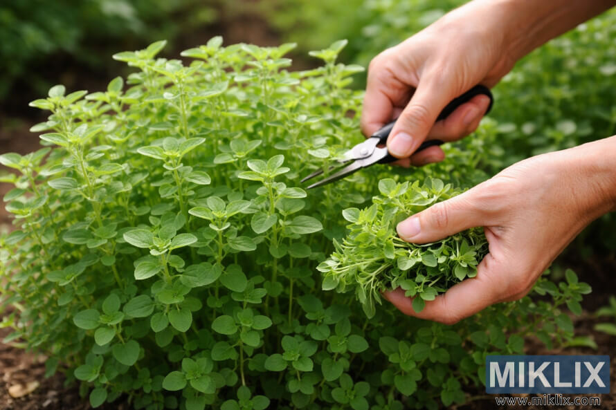 Des mains qui rÃ©coltent des feuilles fraÃ®ches de marjolaine dâune plante de jardin en santÃ© Ã  lâaide de petites cisailles