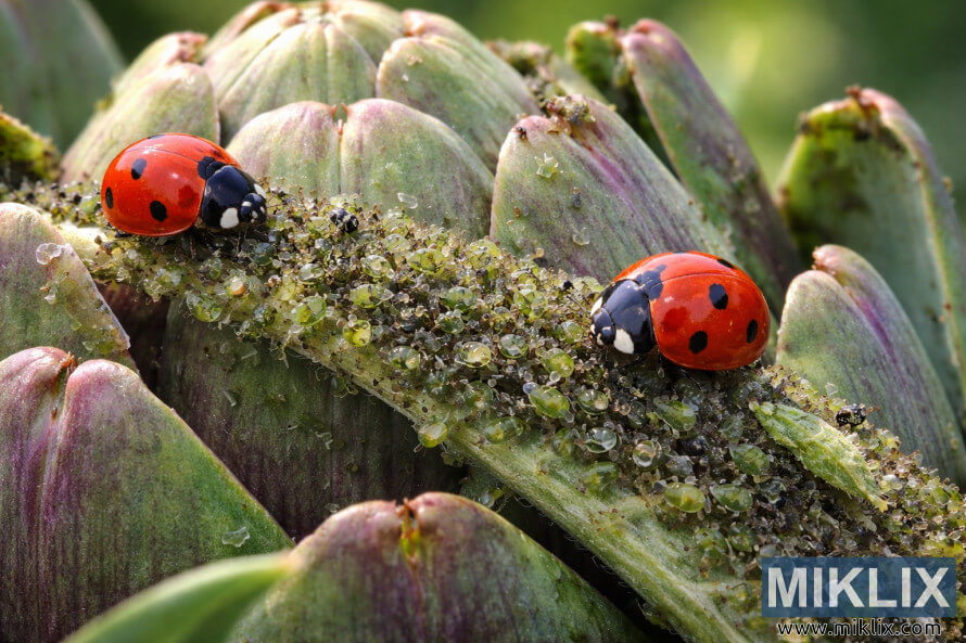 Close-up macro photo of ladybugs preying on aphids clustered on the leaves and stem of an artichoke plant.