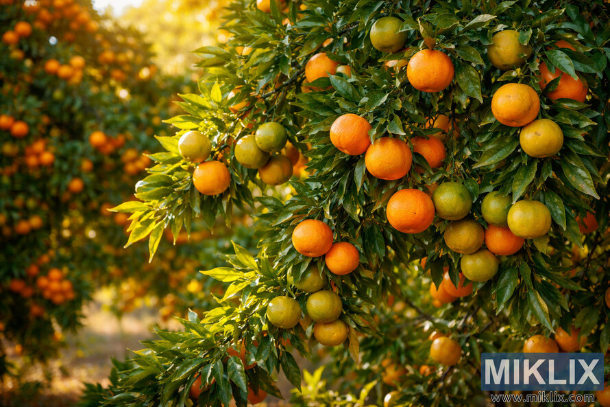 Autumn tangerine tree branch with fruit ripening from green to bright orange among glossy leaves in warm sunlight.