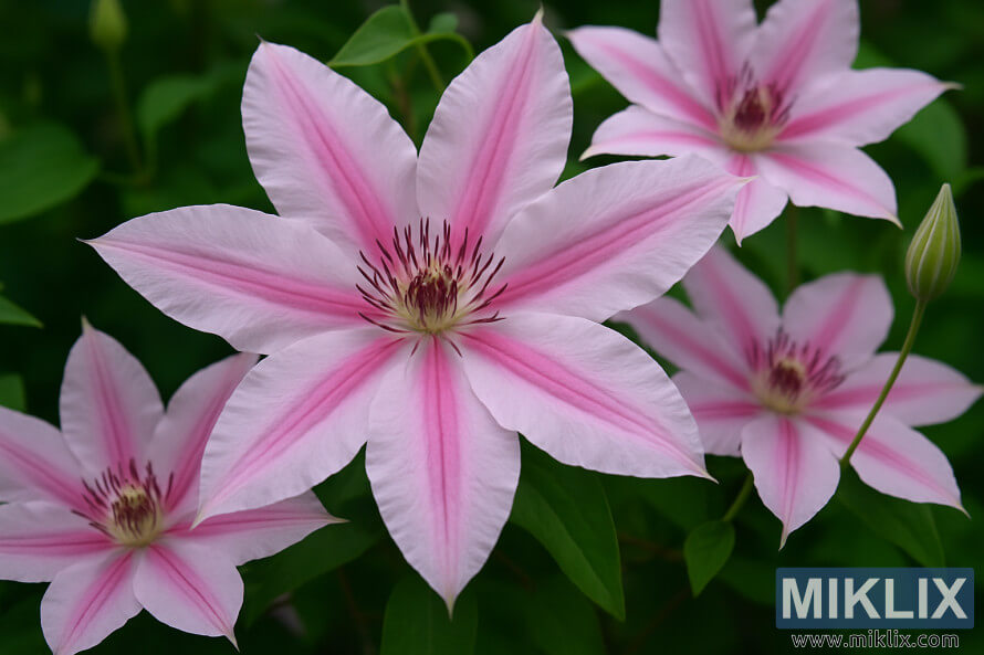 Gros plan dÃ©taillÃ© des fleurs de Clematis Â« Nelly Moser Â» avec des pÃ©tales rose pÃ¢le et des rayures rose plus foncÃ© sur un fond vert.