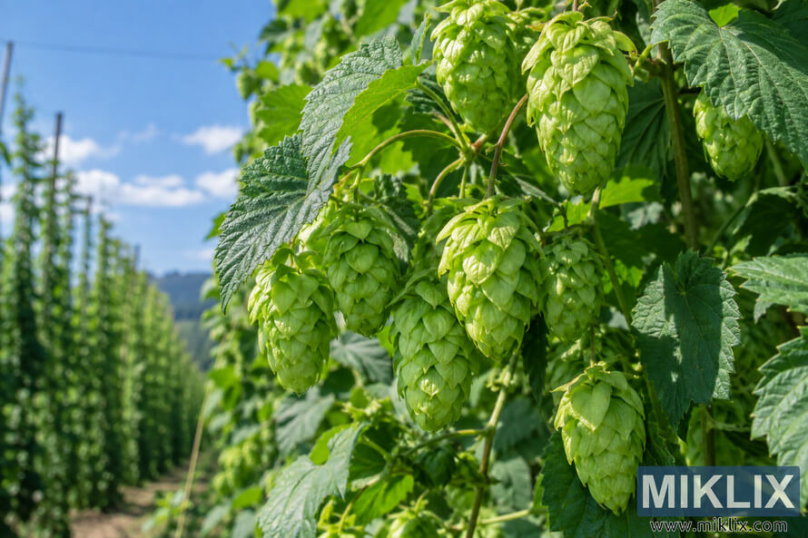 Close-up landscape photograph of fresh green hop cones growing on a leafy bine in a sunlit hop field, with trellised rows and blue sky softly blurred in the background. Close-up landscape photograph of fresh green hop cones growing on a leafy bine in a sunlit hop field, with trellised rows and blue sky softly blurred in the background.