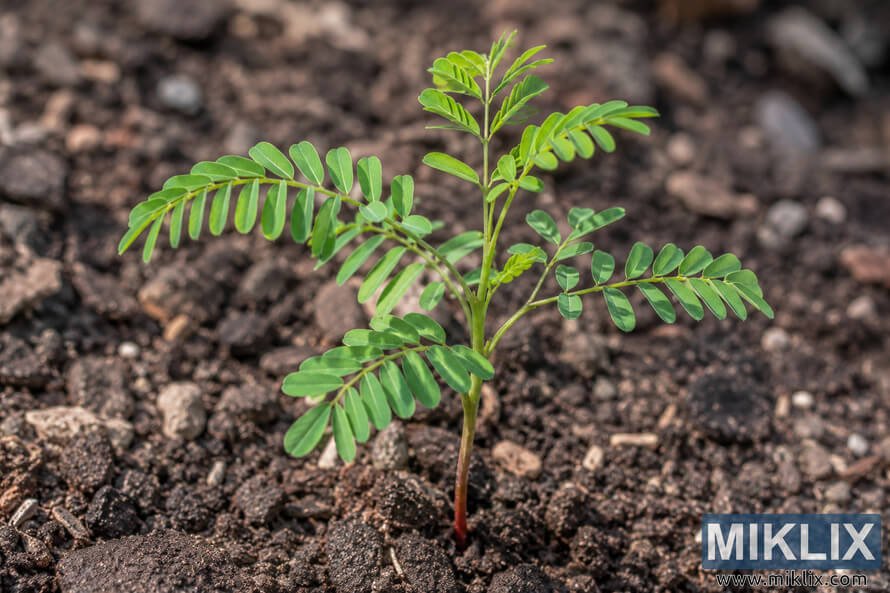 Close-up of a young green seedling with paired oval leaflets growing from dark, coarse soil, with a softly blurred earthy background. Close-up of a young green seedling with paired oval leaflets growing from dark, coarse soil, with a softly blurred earthy background.