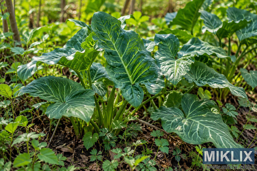 Cluster of large dark green leaves with pale veins growing from woodland soil among smaller plants and leaf litter.