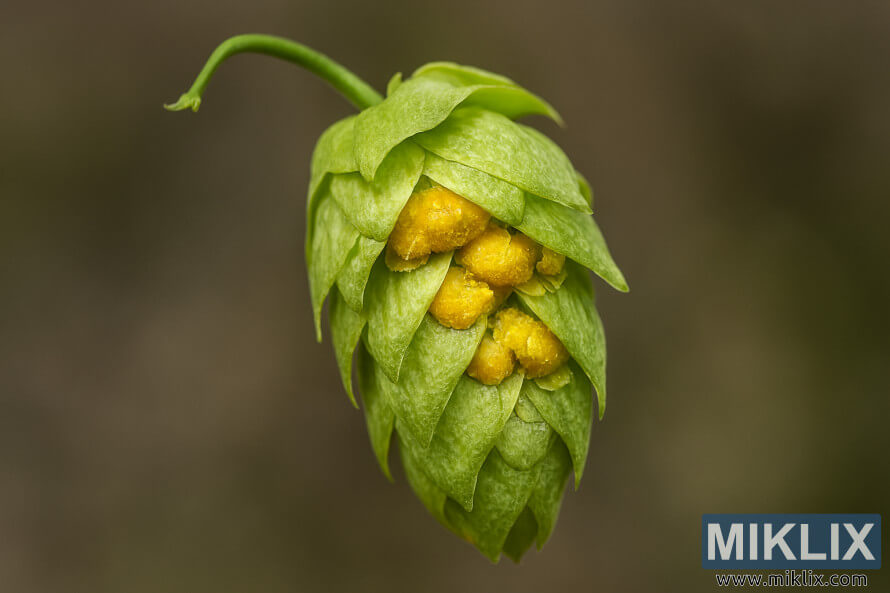 Gambar dekat kon hop Sorachi Ace menunjukkan kelenjar lupulin keemasan dan bract hijau bertekstur dengan latar belakang tanah yang kabur