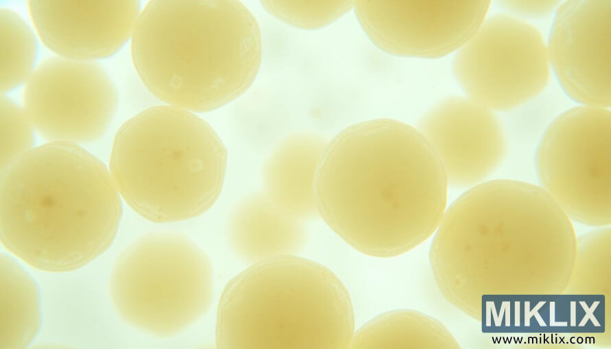 SmÃ¡sjÃ¡rmynd af kringlÃ³ttum gerfrumum meÃ° gegnsÃ¦jum veggjum og kornÃ³ttu umfrymi.