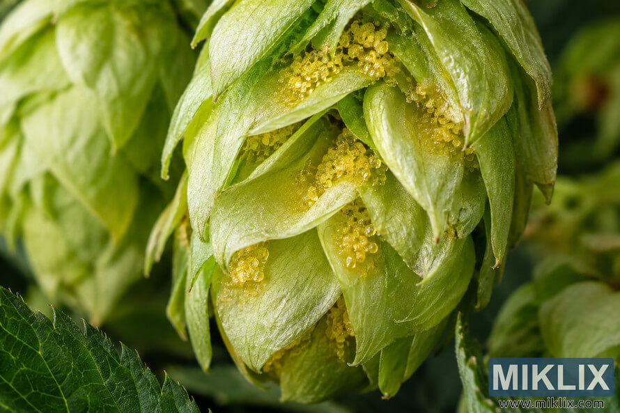 Macro photograph of a fresh green hop cone with overlapping bracts opened slightly to reveal clusters of golden-yellow lupulin glands, surrounded by softly blurred green foliage. Macro photograph of a fresh green hop cone with overlapping bracts opened slightly to reveal clusters of golden-yellow lupulin glands, surrounded by softly blurred green foliage.