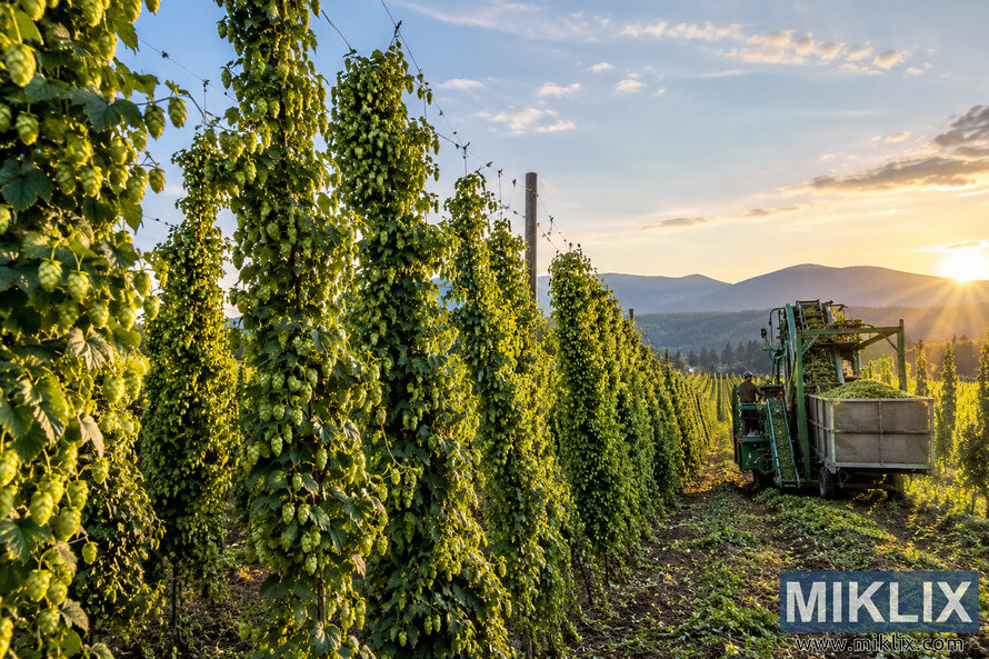 Wide landscape view of a Pacific Northwest hop field at golden hour, with tall trellised vines covered in green hop cones, harvesting machinery and a worker beside a loaded trailer, and forested mountain ridges in the distance. Wide landscape view of a Pacific Northwest hop field at golden hour, with tall trellised vines covered in green hop cones, harvesting machinery and a worker beside a loaded trailer, and forested mountain ridges in the distance.