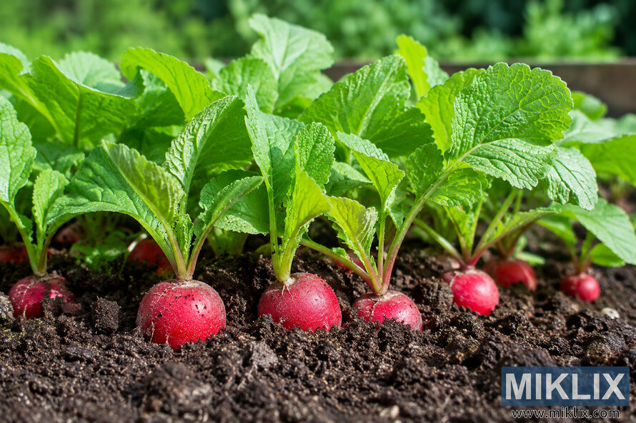 Landscape photograph of bright red radishes growing in dark garden soil beneath lush green leaves in a healthy home vegetable garden, captured from a low close-up perspective with a softly blurred natural background.