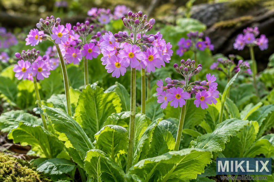 Clusters of pink-purple spring flowers with yellow centers rise on slender stems above lush, textured green foliage in soft natural light.