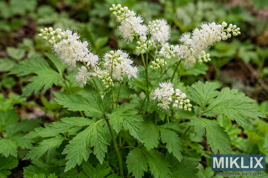 Close-up of white baneberry-like flower clusters above divided, serrated green foliage in a lush woodland setting. Close-up of white baneberry-like flower clusters above divided, serrated green foliage in a lush woodland setting.
