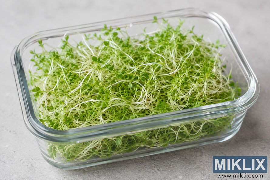 Fresh harvested alfalfa sprouts in a clear rectangular glass container on a light gray stone surface, photographed in soft natural light with a clean minimalist food styling aesthetic.