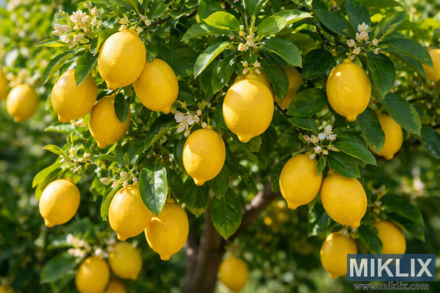 ÐÐ¸Ð¼Ð¾Ð½Ð¾Ð²Ð¾ Ð´ÑÑÐ²Ð¾ ÐÐ²ÑÐ¸ÐºÐ° ÑÑÑ Ð·ÑÐµÐ»Ð¸ Ð¶ÑÐ»ÑÐ¸ Ð»Ð¸Ð¼Ð¾Ð½Ð¸ Ð¸ Ð·ÐµÐ»ÐµÐ½Ð¸ Ð»Ð¸ÑÑÐ°, ÑÐ°ÑÑÑÑÐ¸ Ð½Ð° ÑÐ»ÑÐ½ÑÐµÐ²Ð° ÑÐ²ÐµÑÐ»Ð¸Ð½Ð°