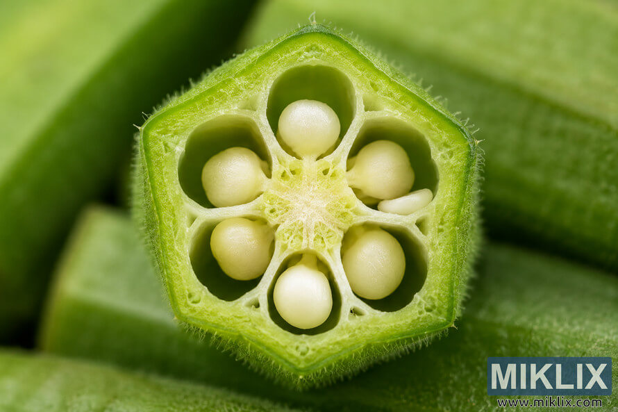Close-up macro photograph of a freshly cut okra pod cross-section showing its star-shaped internal structure, pale rounded seeds, fibrous membranes, and vibrant green outer skin against a softly blurred green background. Close-up macro photograph of a freshly cut okra pod cross-section showing its star-shaped internal structure, pale rounded seeds, fibrous membranes, and vibrant green outer skin against a softly blurred green background.
