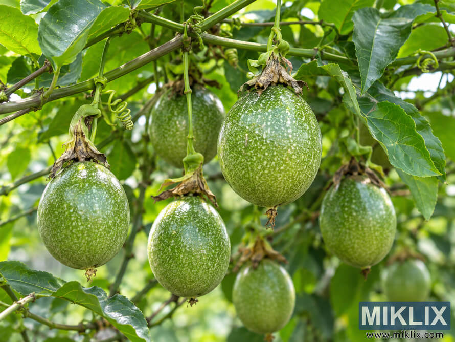 Several unripe green passion fruits with pale speckled skins hang among leafy vines and curling tendrils in bright natural light. Several unripe green passion fruits with pale speckled skins hang among leafy vines and curling tendrils in bright natural light.