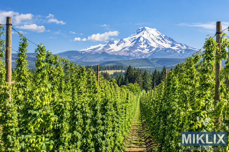 Lush green hop vines growing in symmetrical trellised rows beneath a bright blue summer sky, with a central farm path leading toward the towering, snow-covered Mount Rainier in the distance. Lush green hop vines growing in symmetrical trellised rows beneath a bright blue summer sky, with a central farm path leading toward the towering, snow-covered Mount Rainier in the distance.