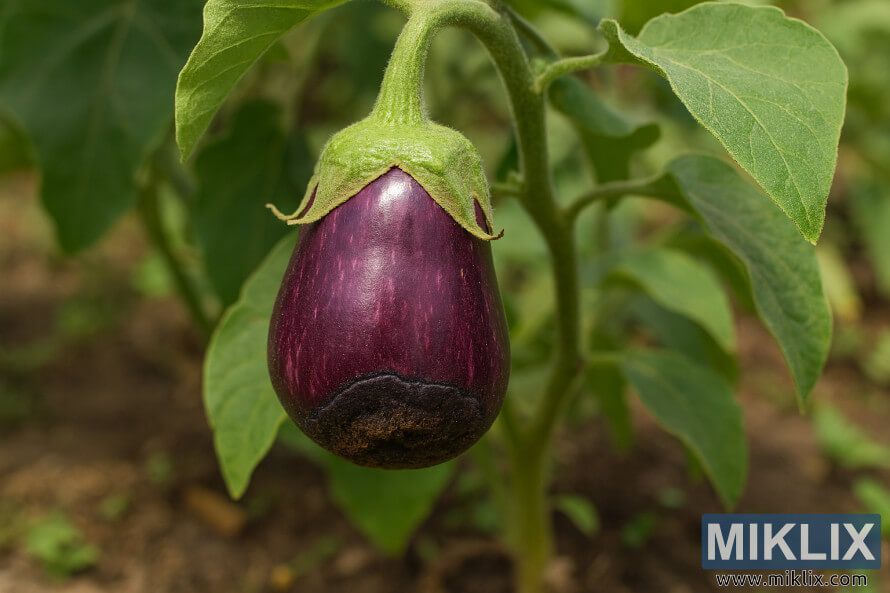 Eggplant yana nuna duhun wuri daga ruÉewar Æarshen fure da ke rataye a kan shukar