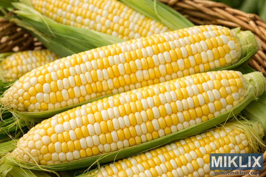 Close-up of Peaches and Cream sweet corn showing alternating yellow and white kernels on partially husked ears in a rustic basket.