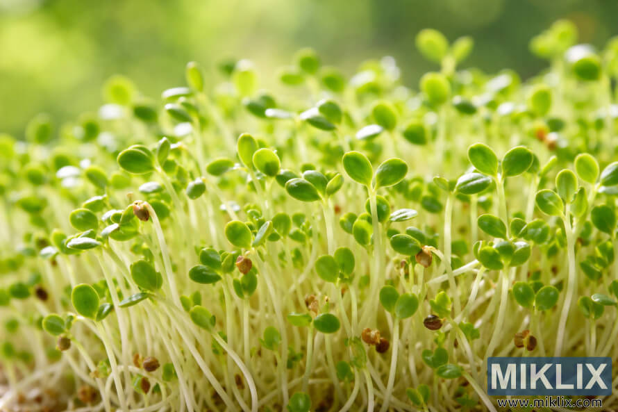 Gros plan sur de jeunes pousses de luzerne fraÃ®ches, aux tiges pÃ¢les et aux petites feuilles vertes, poussant densÃ©ment sous une douce lumiÃ¨re indirecte.