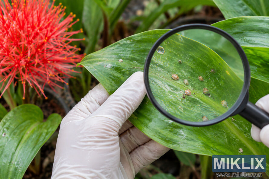 Gloved hands inspect a glossy green leaf with a magnifying glass, revealing small tan and brown pest-like objects, with a red flower in the background. Gloved hands inspect a glossy green leaf with a magnifying glass, revealing small tan and brown pest-like objects, with a red flower in the background.