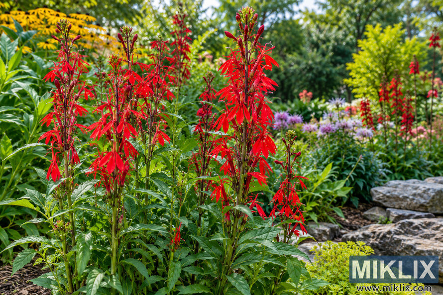 Tall scarlet cardinal flowers growing in a lush garden bed with green foliage, yellow and lavender blooms, and gray landscaping stones. Tall scarlet cardinal flowers growing in a lush garden bed with green foliage, yellow and lavender blooms, and gray landscaping stones.