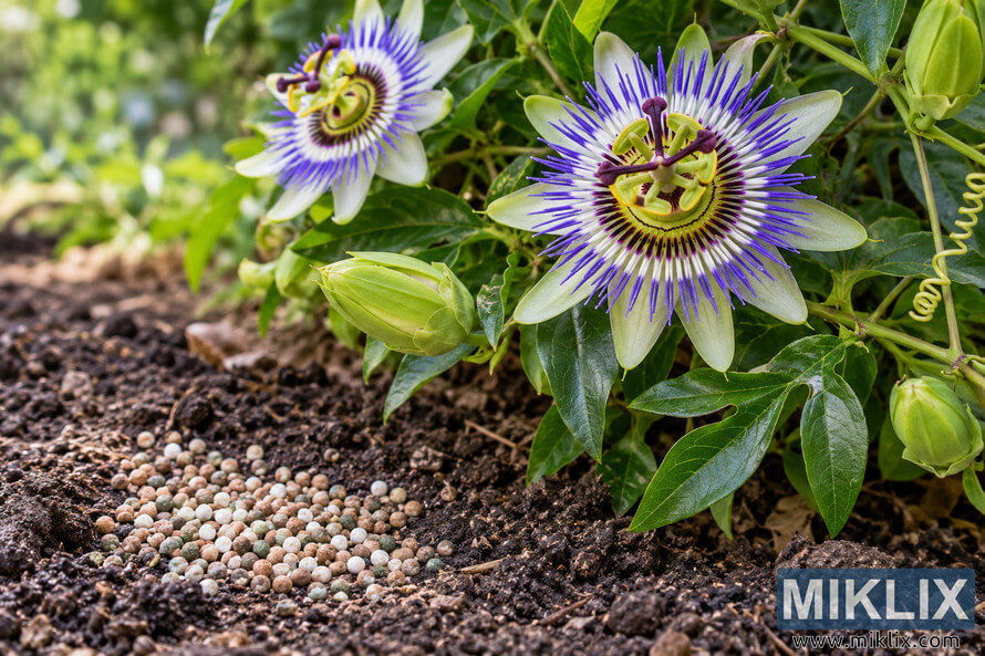 Close-up of a purple-and-white passionflower vine beside dark soil with scattered slow-release fertilizer granules. Close-up of a purple-and-white passionflower vine beside dark soil with scattered slow-release fertilizer granules.