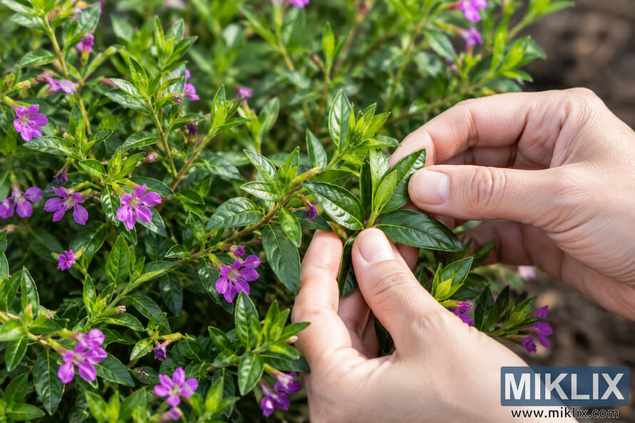 Hands gently inspect glossy green cuphea leaves among small purple flowers in a garden, checking the foliage for signs of pests or disease. Hands gently inspect glossy green cuphea leaves among small purple flowers in a garden, checking the foliage for signs of pests or disease.