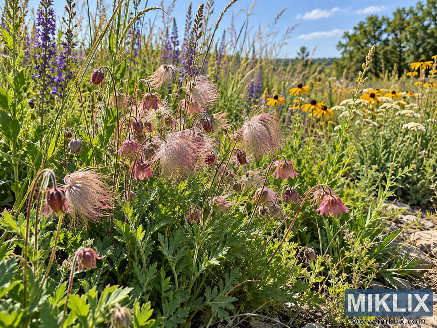 Prairie smoke with pink feathery seed heads grows among purple, yellow, white, and grassy native prairie plants in bright full sun. Prairie smoke with pink feathery seed heads grows among purple, yellow, white, and grassy native prairie plants in bright full sun.