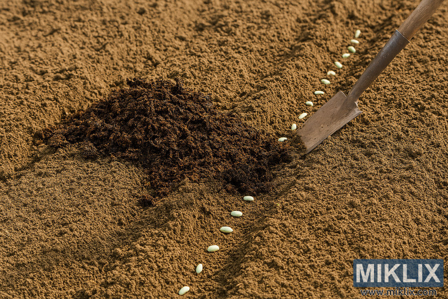 Kompostia sekoitetaan muokattuun puutarhamaahan, johon on istutettu vihreiden papujen siemeniÃ¤ riviin.