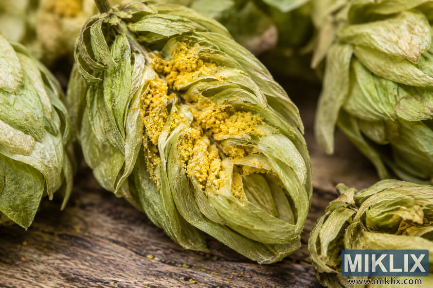 Macro photograph of dried green hop cones on rustic wood, with an opened cone revealing dense golden-yellow lupulin glands between its papery bracts. Macro photograph of dried green hop cones on rustic wood, with an opened cone revealing dense golden-yellow lupulin glands between its papery bracts.