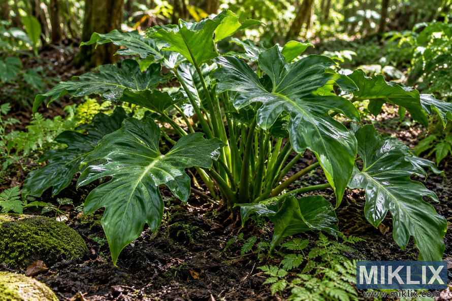 Large glossy green plant with deeply lobed leaves growing in moist woodland soil among moss and small ferns under filtered sunlight. Large glossy green plant with deeply lobed leaves growing in moist woodland soil among moss and small ferns under filtered sunlight.