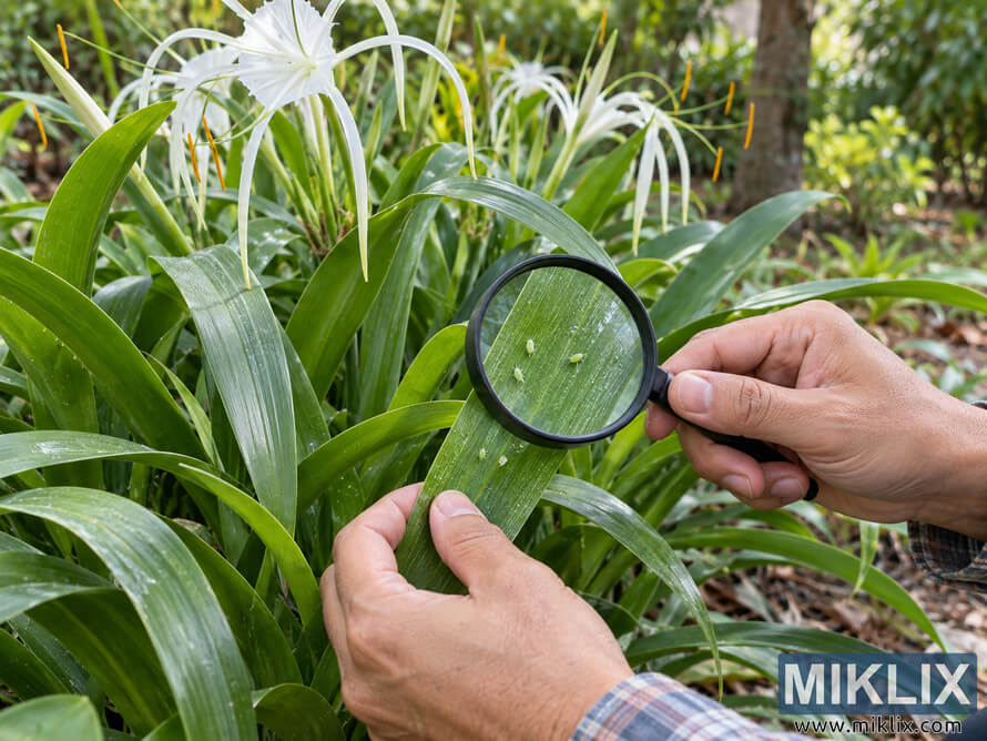 Hands use a magnifying glass to inspect healthy green Peruvian daffodil foliage for tiny pale pests in a lush garden with white flowers.