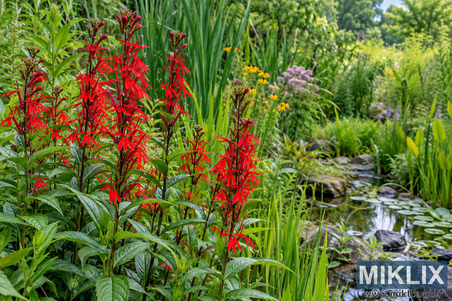 Vivid red cardinal flowers beside a small pond, surrounded by lush green reeds, native plants, rocks, and summer wildflowers. Vivid red cardinal flowers beside a small pond, surrounded by lush green reeds, native plants, rocks, and summer wildflowers.