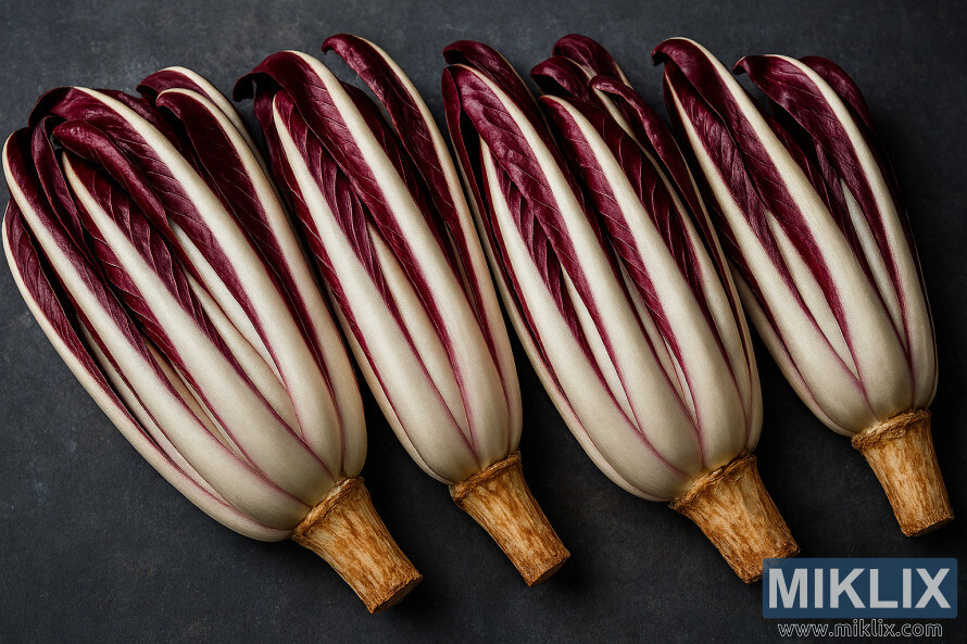 High-resolution landscape photo of elongated, torpedo-shaped Radicchio di Treviso heads arranged in a row on a dark textured surface.