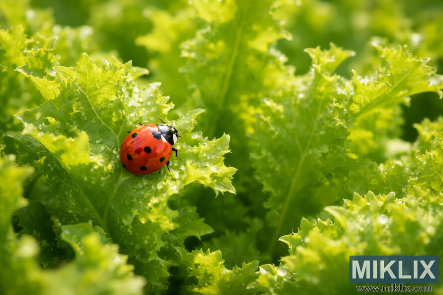 Close-up landscape photo of a red ladybug on fresh green endive leaves with dew drops, symbolizing natural pest control.