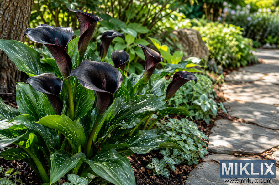Dark black calla lilies with spotted green leaves growing in partial shade beside a curving stone garden path. Dark black calla lilies with spotted green leaves growing in partial shade beside a curving stone garden path.