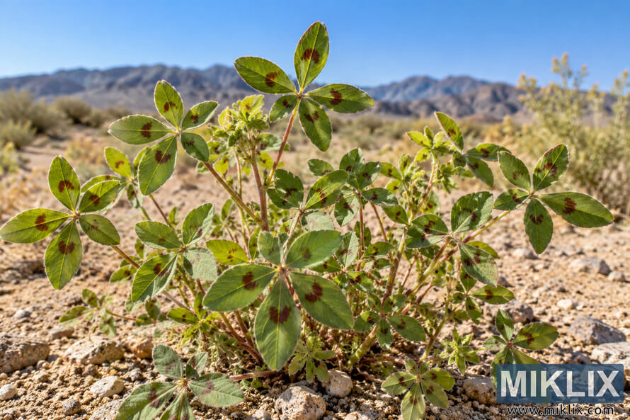 Healthy desert fivespot plant with widely spaced spotted green leaves growing in rocky soil against a mountain desert landscape Healthy desert fivespot plant with widely spaced spotted green leaves growing in rocky soil against a mountain desert landscape