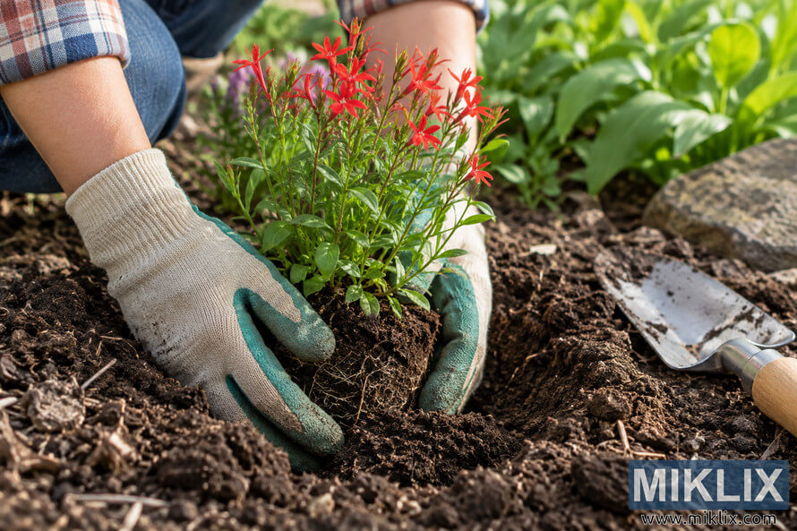 Gloved hands place a red-flowering nursery plant with an exposed root ball into freshly dug garden soil beside a hand trowel.