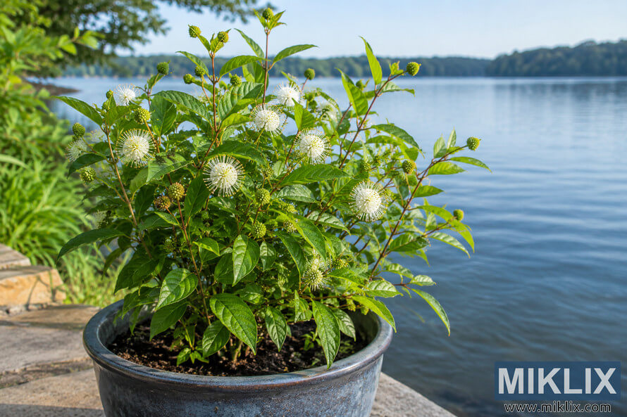 Young buttonbush with green leaves and white spherical flowers growing in a large dark container beside a calm blue lake. Young buttonbush with green leaves and white spherical flowers growing in a large dark container beside a calm blue lake.