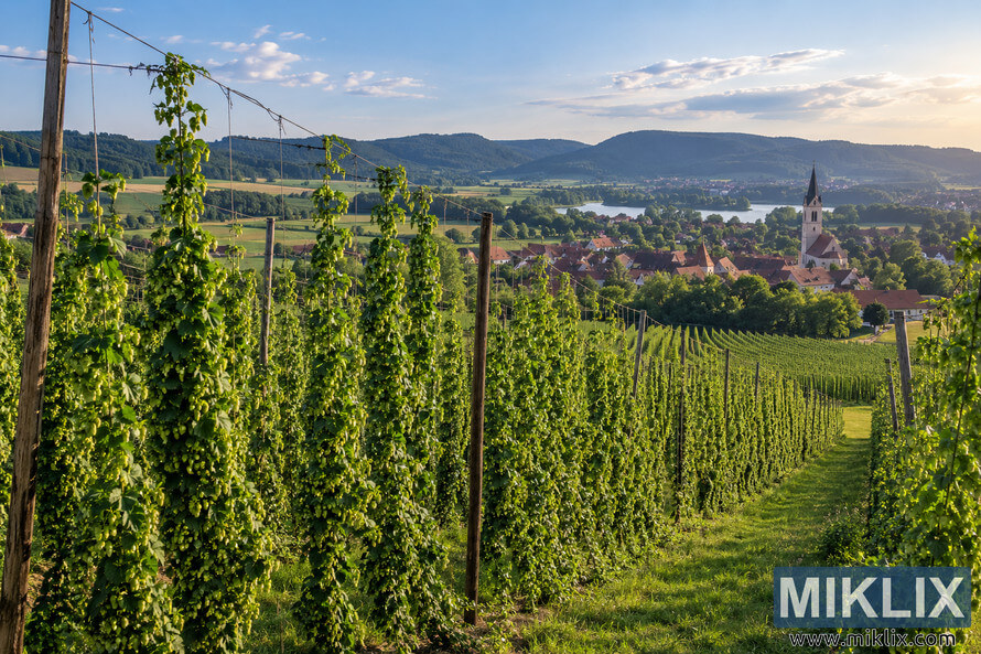 Panoramic view of a traditional German hop garden with tall green hop bines climbing wooden poles and training wires, overlooking a red-roofed village with a church spire, surrounding farmland, water, and wooded hills in warm evening light. Panoramic view of a traditional German hop garden with tall green hop bines climbing wooden poles and training wires, overlooking a red-roofed village with a church spire, surrounding farmland, water, and wooded hills in warm evening light.