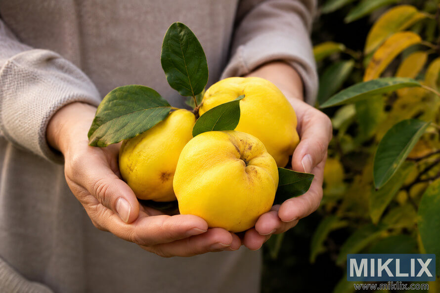 Close-up landscape photo of hands gently holding fresh yellow quince fruits with green leaves outdoors, symbolizing health, wellness, organic living, and natural nutrition. Close-up landscape photo of hands gently holding fresh yellow quince fruits with green leaves outdoors, symbolizing health, wellness, organic living, and natural nutrition.