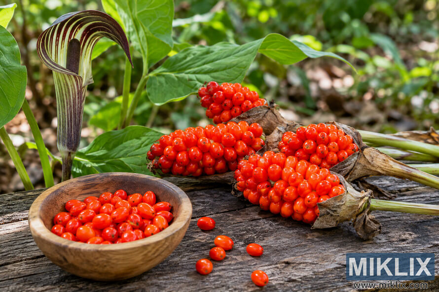 Red-orange Jack-in-the-Pulpit seed clusters and loose seeds in a wooden bowl beside a striped woodland flower and green leaves. Red-orange Jack-in-the-Pulpit seed clusters and loose seeds in a wooden bowl beside a striped woodland flower and green leaves.