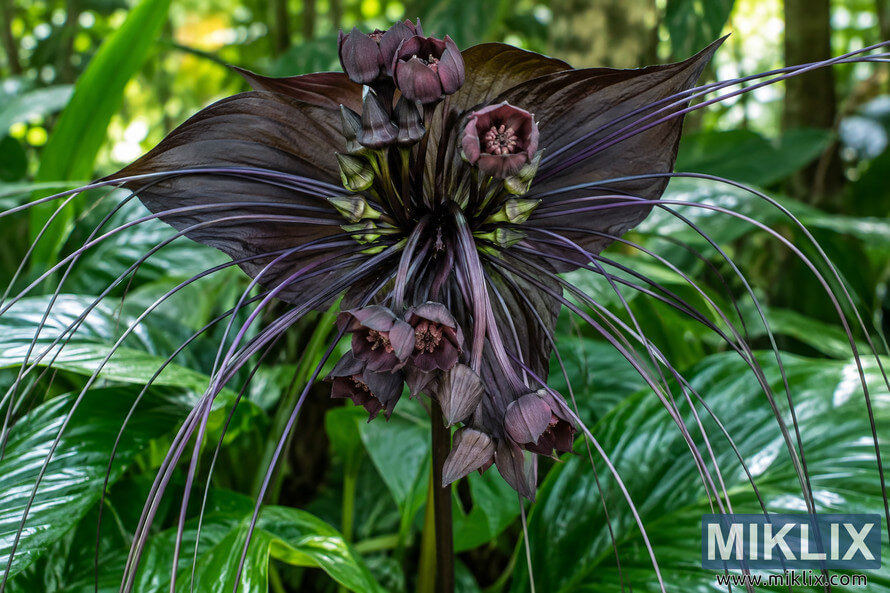 Close-up of a dark purple-black bat flower with broad wing-like bracts and long whisker-like filaments surrounded by glossy green tropical leaves. Close-up of a dark purple-black bat flower with broad wing-like bracts and long whisker-like filaments surrounded by glossy green tropical leaves.