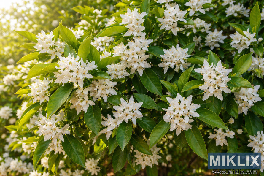Tangerine tree branches covered in clusters of white blossoms among glossy green leaves in warm sunlight