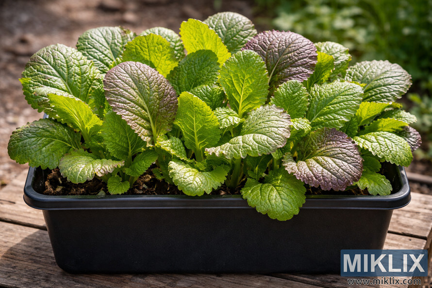 Medium container filled with mature mustard leaves ready for cut-and-come-again harvest in a garden setting.
