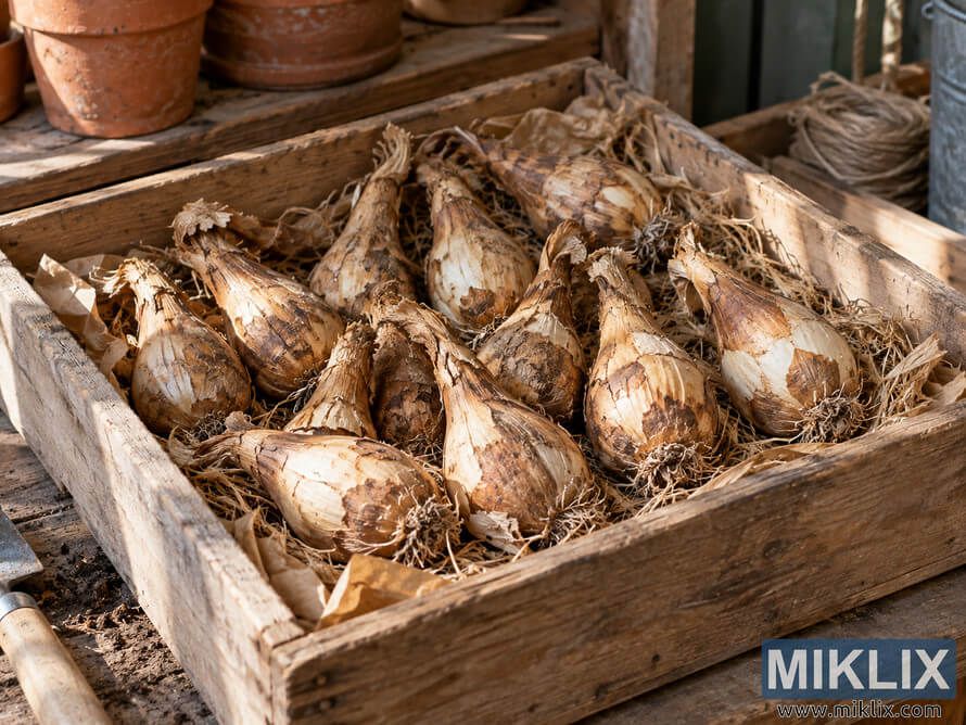 Peruvian daffodil bulbs with papery brown skins stored in a weathered wooden crate lined with dry straw and paper on a rustic potting bench.