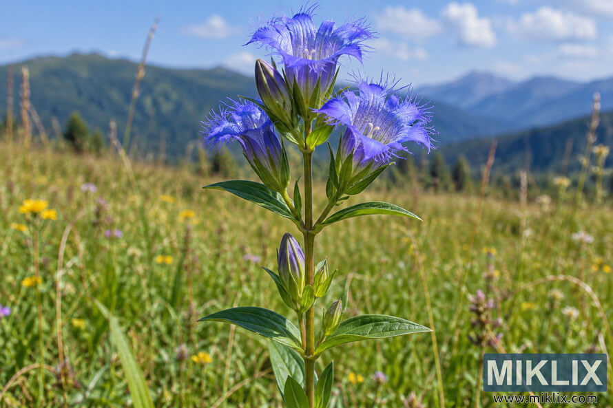 Blue-violet fringed gentian-like wildflower with opposite green leaves and purple buds standing in a sunlit mountain meadow. Blue-violet fringed gentian-like wildflower with opposite green leaves and purple buds standing in a sunlit mountain meadow.