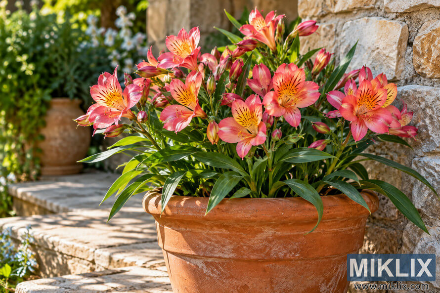 Pink and coral lily-like flowers with green foliage growing in a weathered terracotta pot beside a sunlit rustic stone wall. Pink and coral lily-like flowers with green foliage growing in a weathered terracotta pot beside a sunlit rustic stone wall.